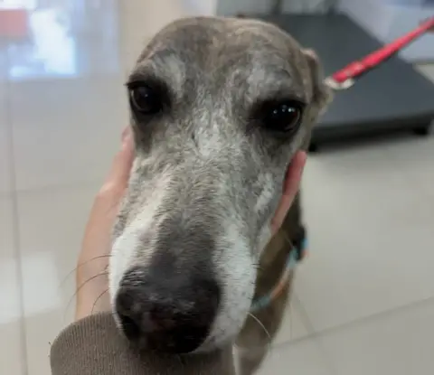 Niña, historia de adopción