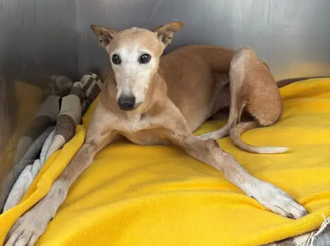 Olga, historia de adopción