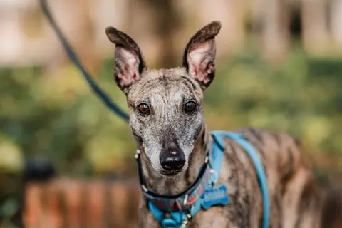 Praga, historia de adopción