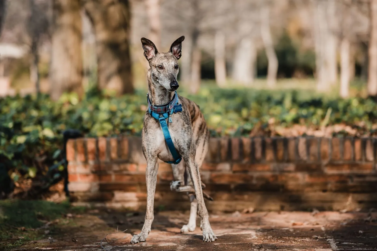 Praga, una galga rescatada por Brigada Galgos
