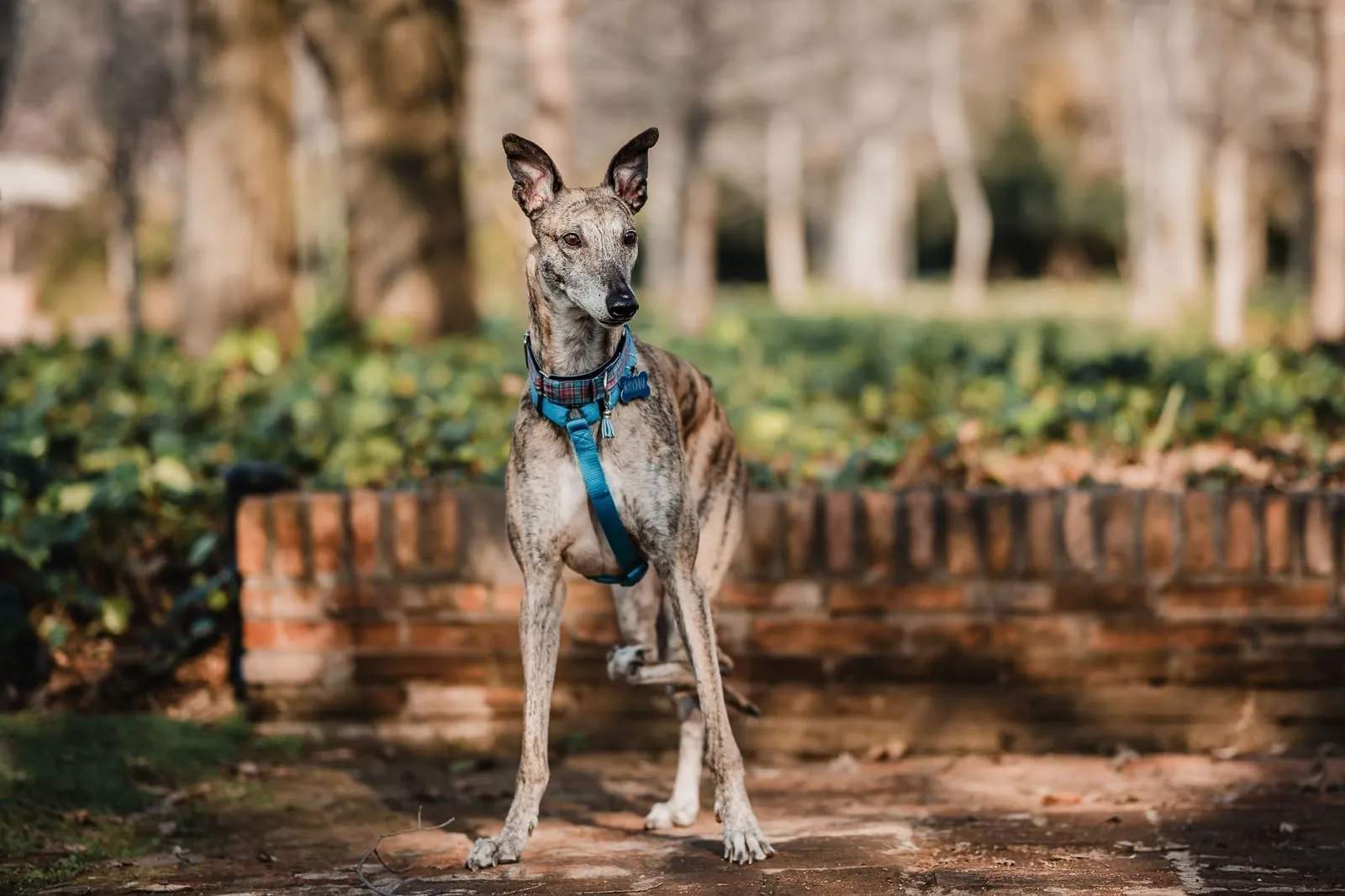 Praga, una galga rescatada por Brigada Galgos