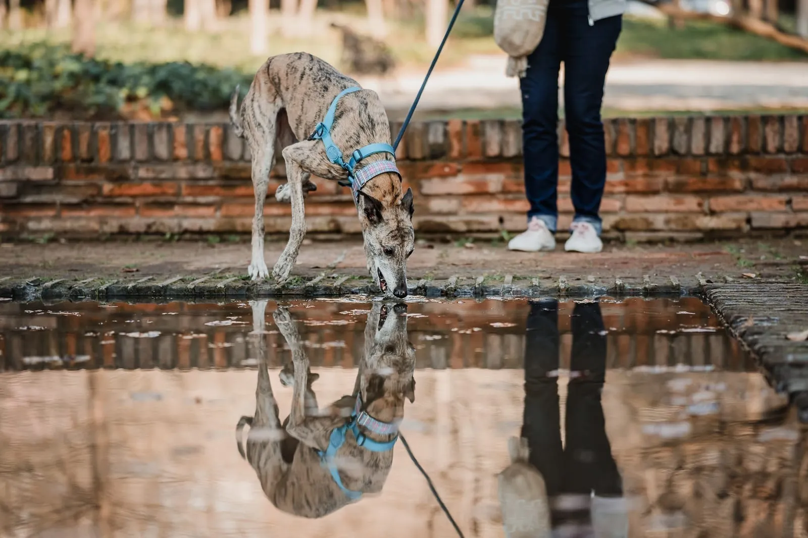 Praga, galga adoptada, bebiendo agua durante un paseo
