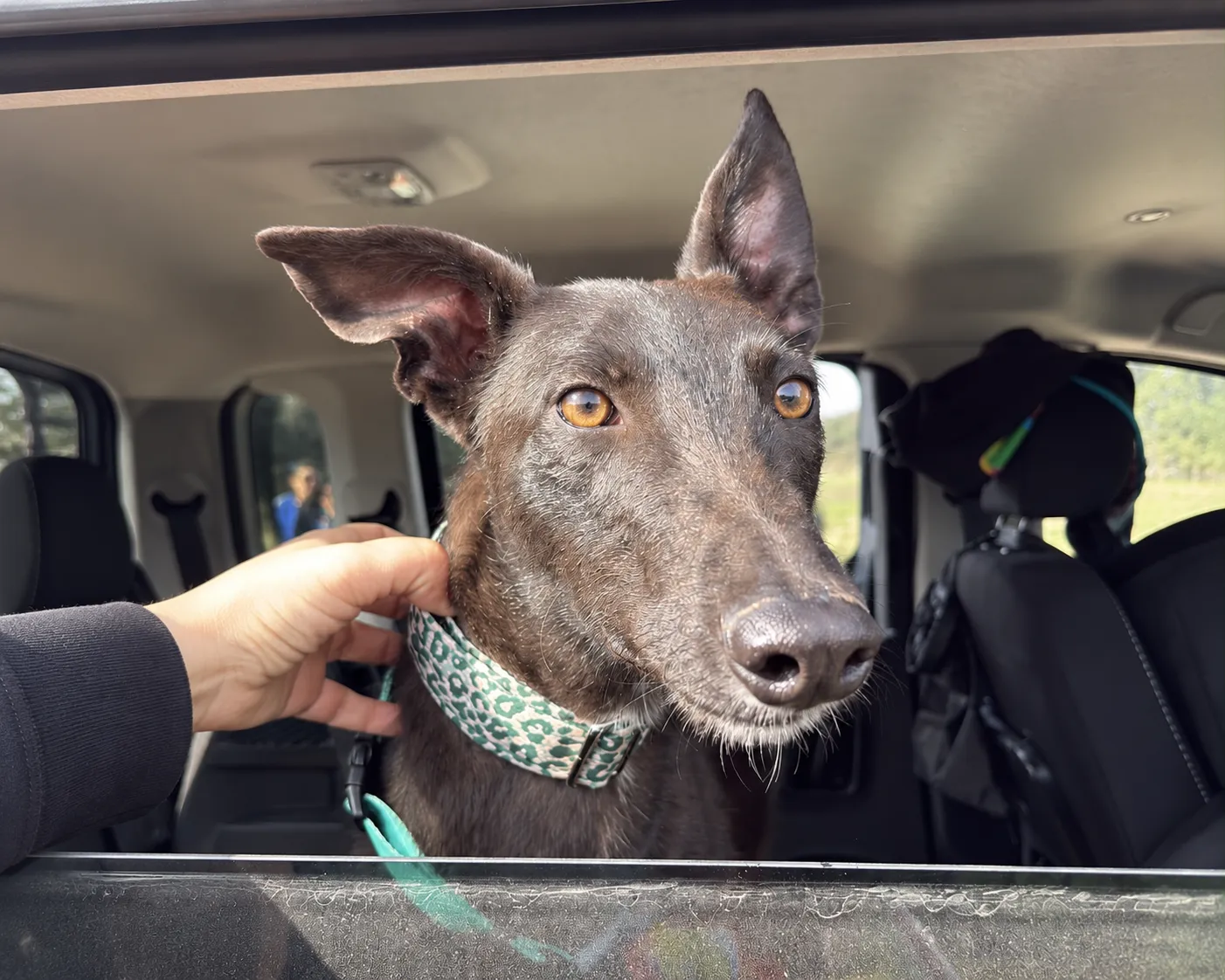 Simón, perrito negro con collar verde, asomado desde la ventana de un automóvil.