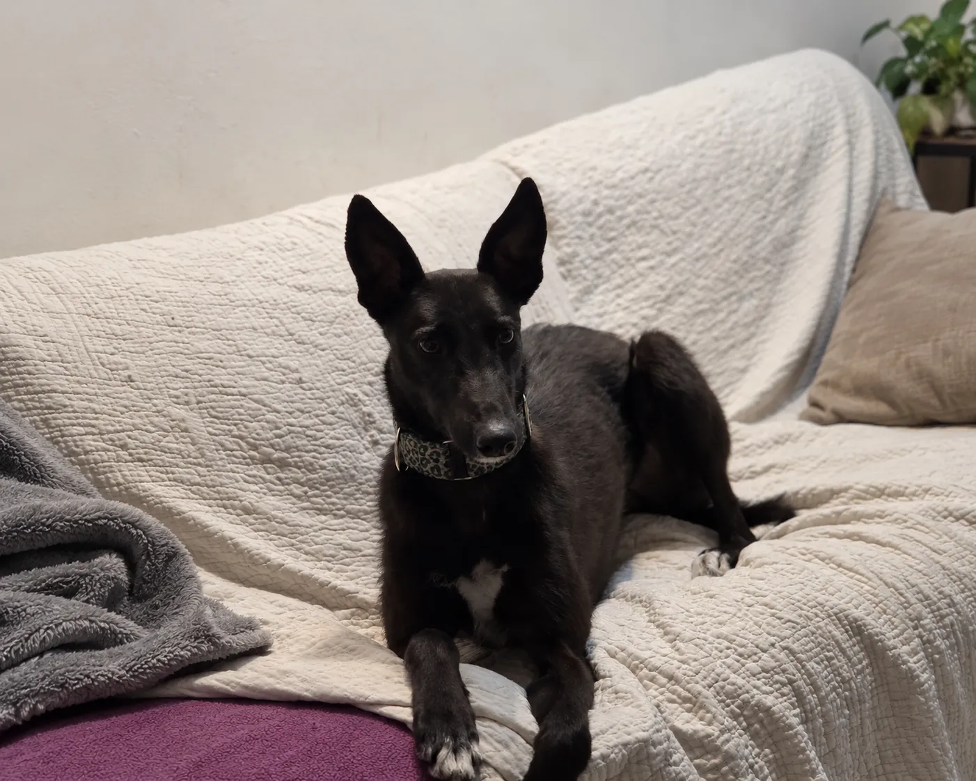Simón, perrito negro con una mancha blanca en el pecho, acostado sobre un sillón blanco.