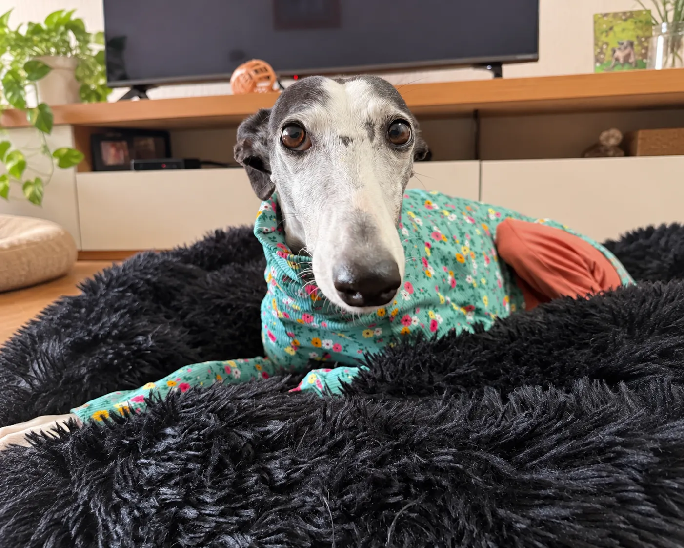 Sira, perrita blanca y negra con ropa verde estampada, acostada en una cama.
