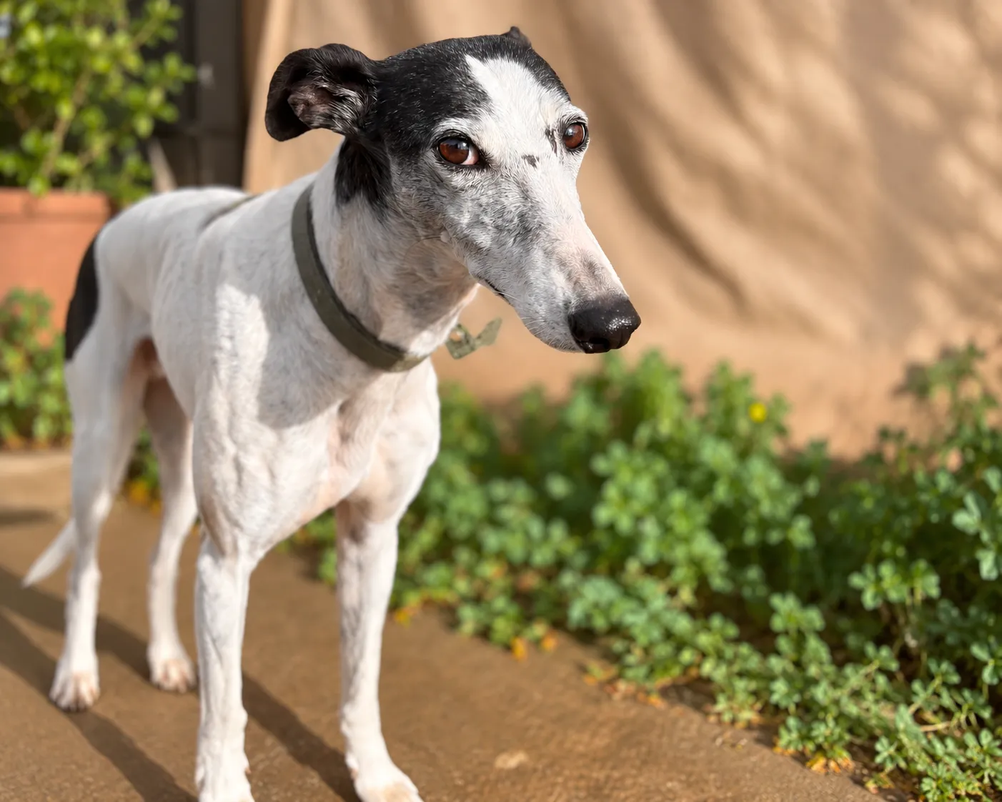 Sira, perrita blanca y negra con collar verde, de pie al aire libre.