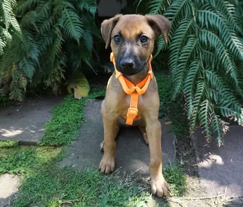 Sofía Canela, historia de adopción