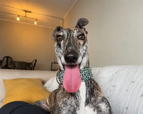 Taty, galgo en adopción en Chile, foto 1