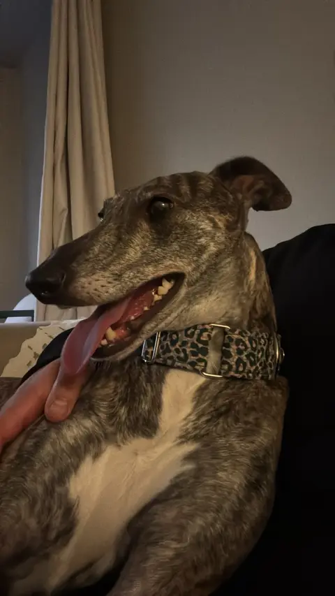 Taty, galgo en adopción en Chile, foto 2