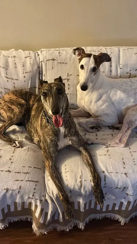 Taty, galgo en adopción en Chile, foto 3