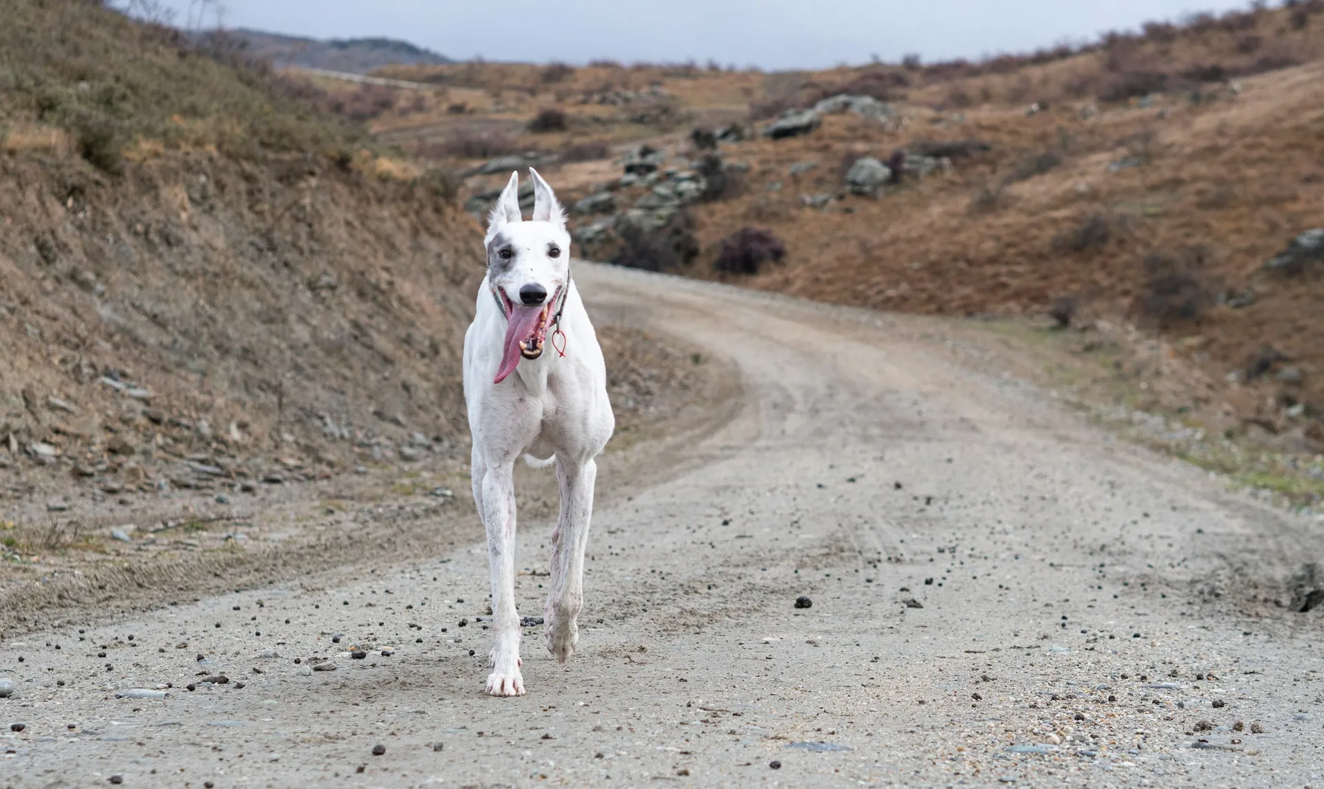 Galgo observando con calma desde un espacio luminoso