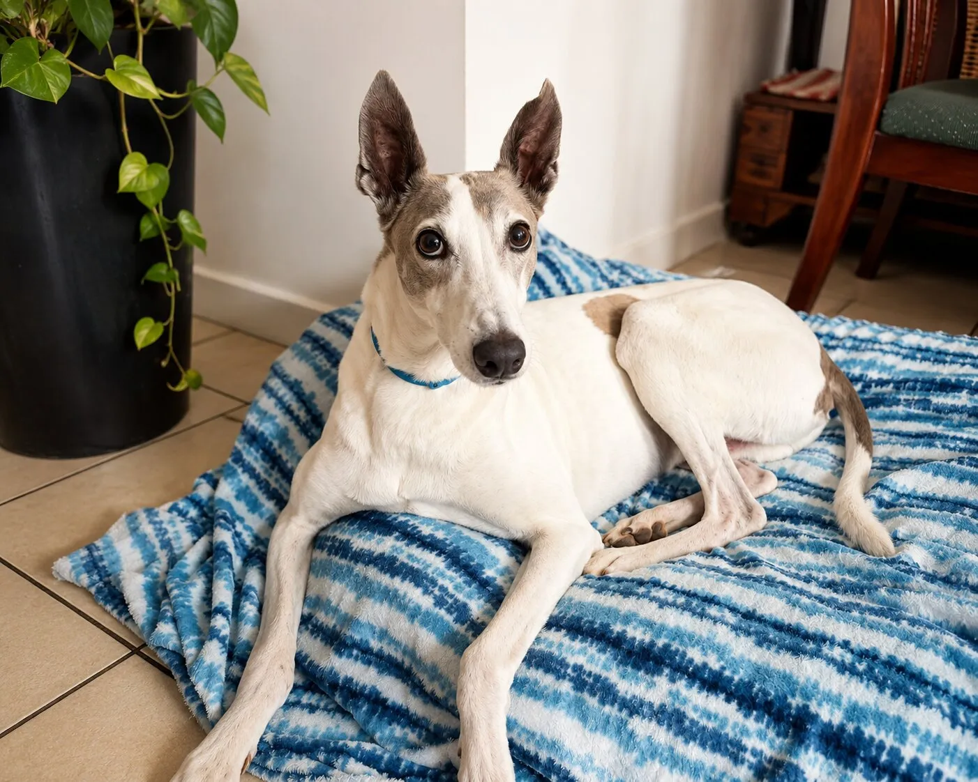 Turrón, galgo blanco y gris, acostado sobre una manta azul dentro de una casa, mirando a la cámara.
