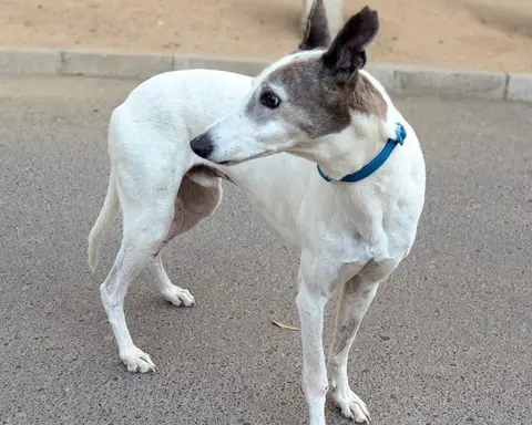Turrón, galgo en adopción en Chile, foto 1