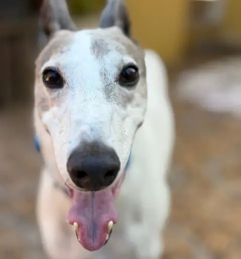 Turrón, galgo en adopción en Chile, foto 2