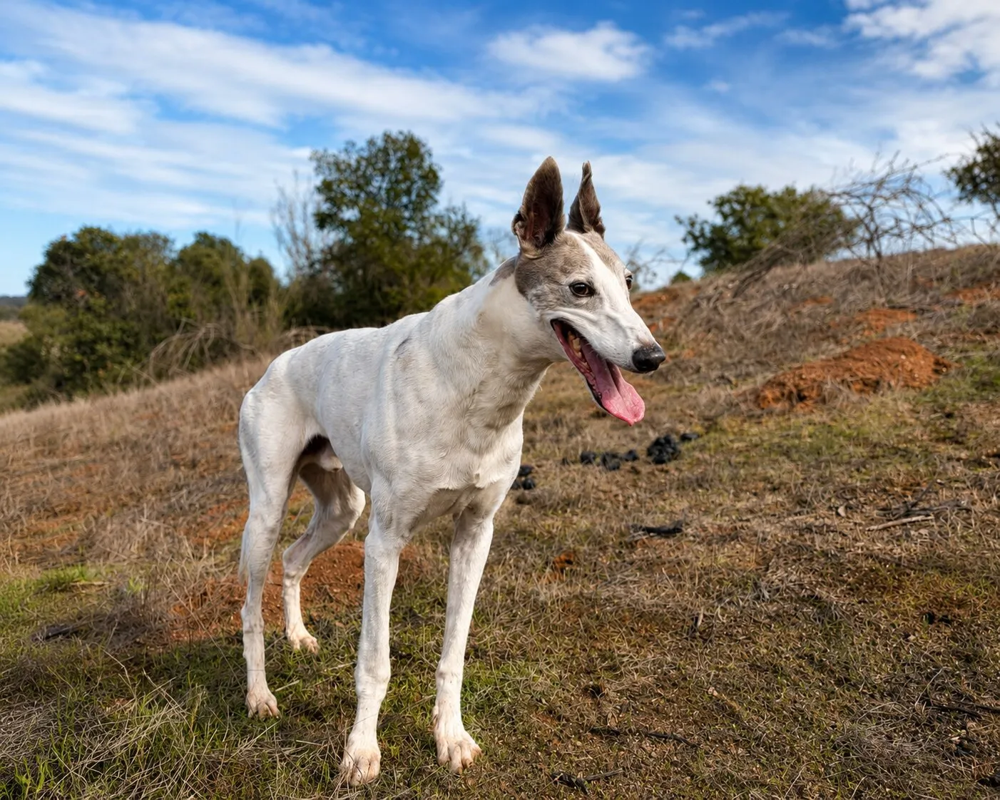 Turrón, galgo blanco y gris, de pie en un campo de pasto seco con la lengua fuera.