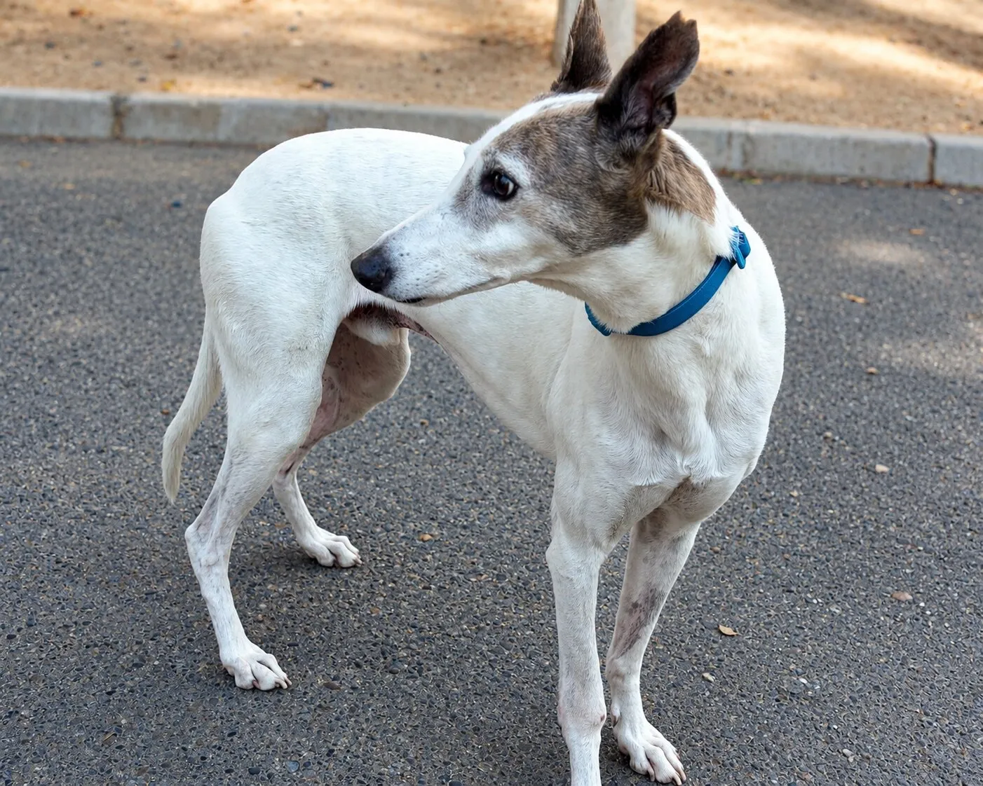 Turrón, galgo blanco y gris con collar azul, de pie sobre pavimento girando la cabeza hacia atrás.